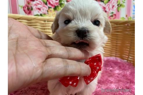 成約済の秋田県のミックス犬-150147の13枚目