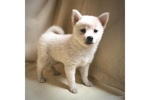 成約済の茨城県のミックス犬-145570の1枚目