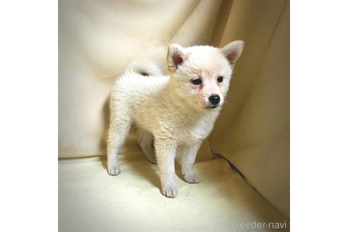 成約済の茨城県のミックス犬-145570の5枚目
