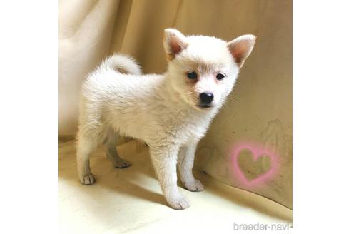 成約済の茨城県のミックス犬-145570の4枚目