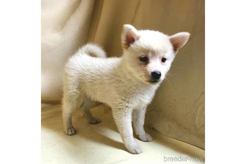 成約済の茨城県のミックス犬-145570の3枚目