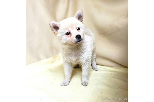 成約済の茨城県のミックス犬-145570の2枚目