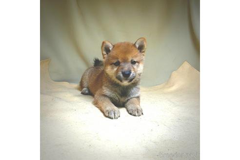 成約済の茨城県の豆柴-147939の7枚目