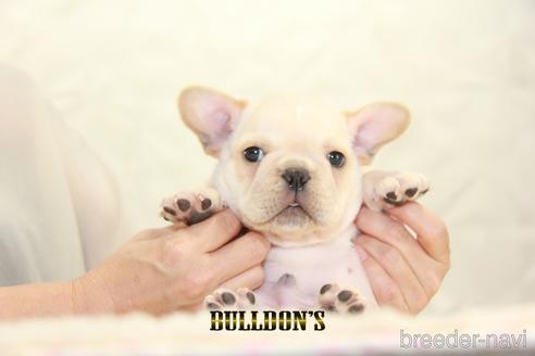 成約済の東京都のフレンチブルドッグ-150176