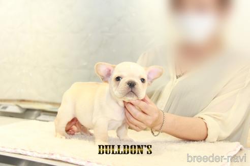 成約済の東京都のフレンチブルドッグ-150176の7枚目