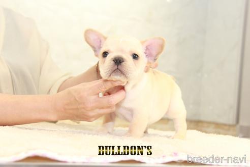 成約済の東京都のフレンチブルドッグ-150176の6枚目