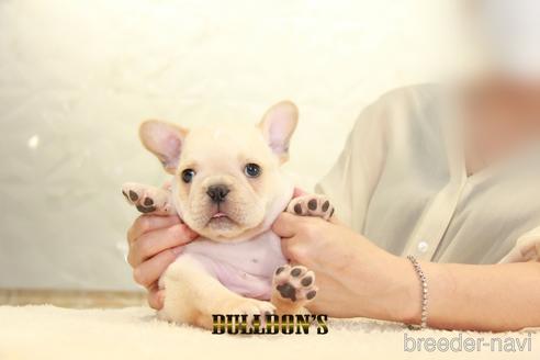 成約済の東京都のフレンチブルドッグ-150176の5枚目