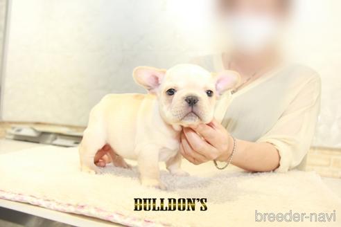 成約済の東京都のフレンチブルドッグ-150176の4枚目