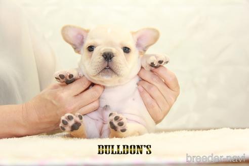 成約済の東京都のフレンチブルドッグ-150176の3枚目