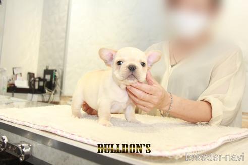 成約済の東京都のフレンチブルドッグ-150176の2枚目