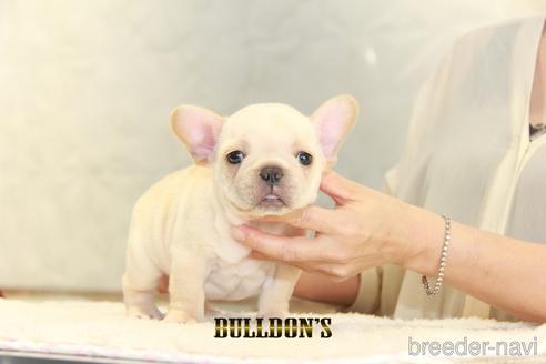 成約済の東京都のフレンチブルドッグ-150177の7枚目
