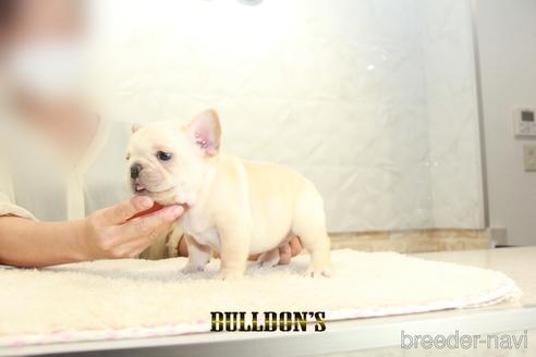 成約済の東京都のフレンチブルドッグ-150177の6枚目