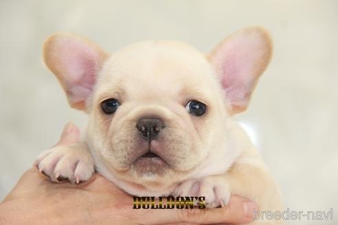 成約済の東京都のフレンチブルドッグ-150177の5枚目