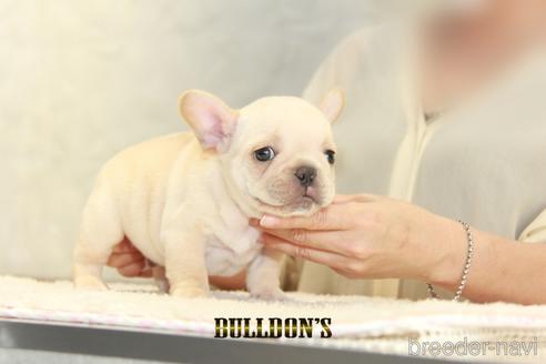 成約済の東京都のフレンチブルドッグ-150177の4枚目