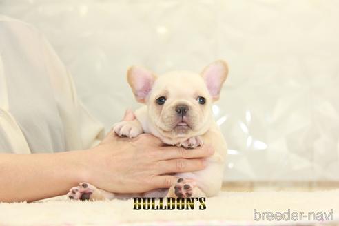 成約済の東京都のフレンチブルドッグ-150177の2枚目