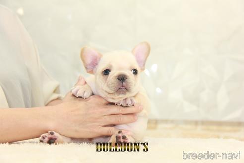 成約済の東京都のフレンチブルドッグ-150177の1枚目