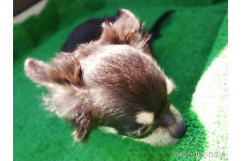 成約済の兵庫県のチワワ(ロングコート)-146148の2枚目