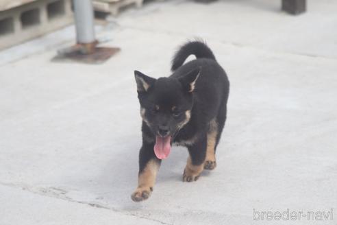 成約済の埼玉県の柴犬-149611の3枚目