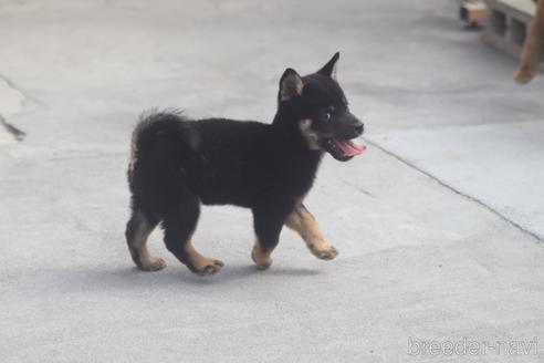 成約済の埼玉県の柴犬-149611の2枚目