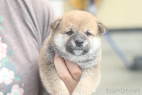 成約済の埼玉県の柴犬-150226