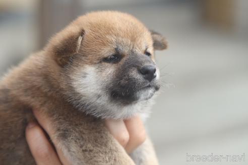 成約済の埼玉県の柴犬-150226の4枚目