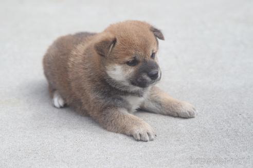 成約済の埼玉県の柴犬-150226の3枚目