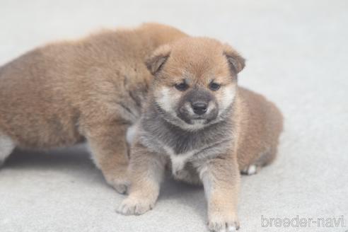 成約済の埼玉県の柴犬-150226の2枚目