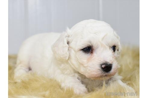 成約済の愛知県のビションフリーゼ-150227の5枚目