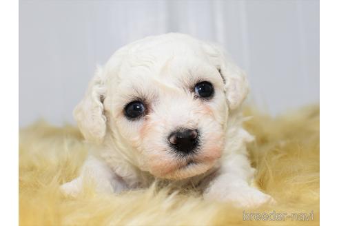 成約済の愛知県のビションフリーゼ-150227の3枚目