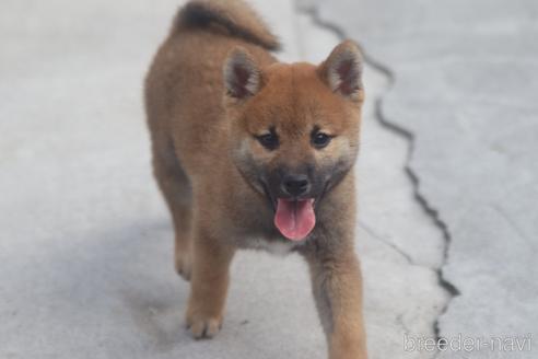 成約済の埼玉県の柴犬-149608の4枚目