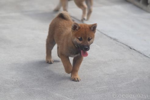 成約済の埼玉県の柴犬-149608の3枚目