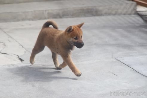 成約済の埼玉県の柴犬-149608の2枚目