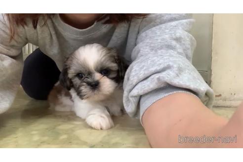 成約済の東京都のシーズー-150243の3枚目