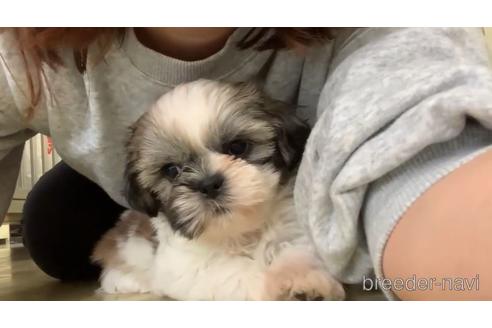 成約済の東京都のシーズー-150243