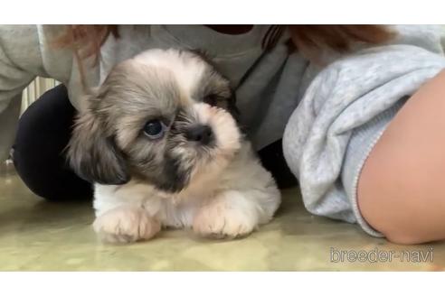 成約済の東京都のシーズー-150243の2枚目