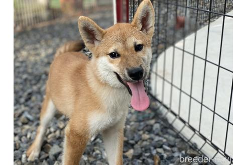 成約済の岡山県の柴犬-139952の14枚目