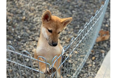 成約済の岡山県の柴犬-139952の13枚目