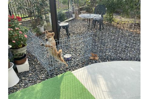 成約済の岡山県の柴犬-139952の12枚目