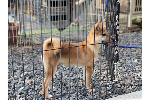成約済の岡山県の柴犬-139952の11枚目
