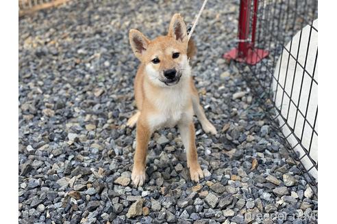 成約済の岡山県の柴犬-139952の10枚目