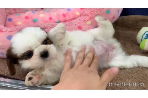 成約済の東京都のシーズー-150252の3枚目