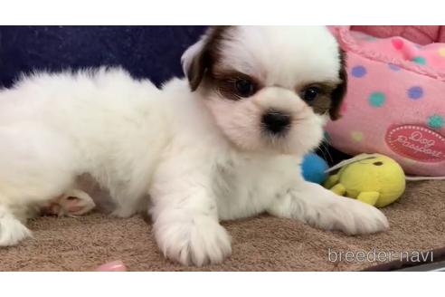 成約済の東京都のシーズー-150252の2枚目