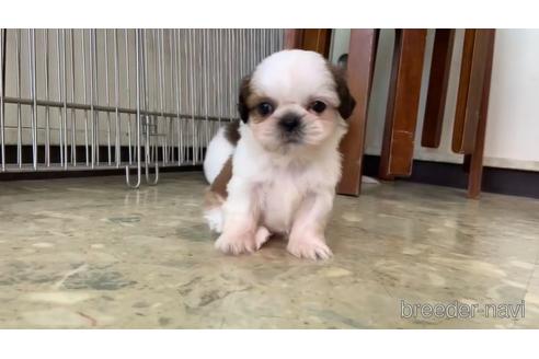 成約済の東京都のシーズー-150253の3枚目