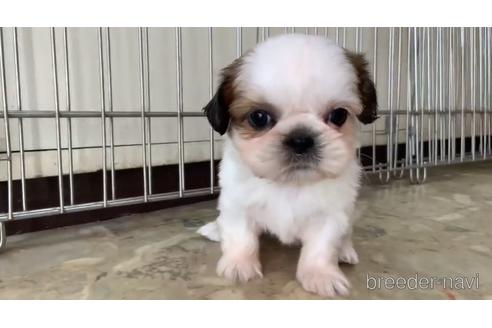 関東でシーズーの子犬を探す（105ページ目）｜ブリーダーナビ