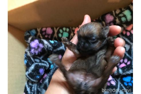 成約済の山口県のブリュッセルグリフォン-150271の9枚目