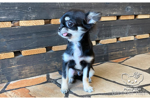 成約済の愛知県のチワワ(ロングコート)-150280の2枚目