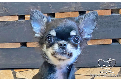 成約済の愛知県のチワワ(ロングコート)-150280