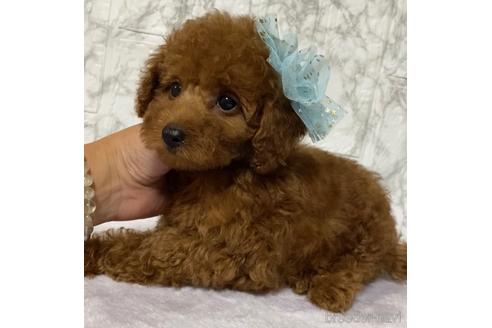 成約済の茨城県のトイプードル-150257の4枚目