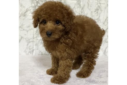 成約済の茨城県のトイプードル-150257の2枚目