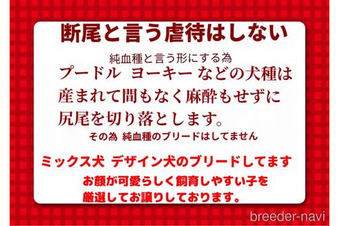 成約済の秋田県のミックス犬-150294の2枚目